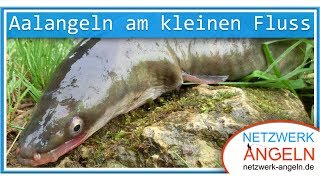 Aalangeln am kleinen Fluss [upl. by Athelstan]