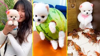 Cute Pomeranian Puppies Doing Funny Things 14  Cute and Funny Dogs  Box Studios [upl. by Zurkow]