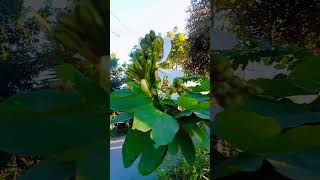 কাঞ্চন ফুল৷৷ Bauhinia acuminata Plant৷৷ nature shortvideo trending kanchanphool [upl. by Ventura]