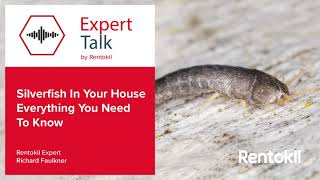 Silverfish In Your House Everything You Need To Know [upl. by Jacquelin]