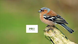 Chaffinch Bird Sound  Birds Call 2022 [upl. by Scrivenor]