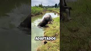 Este BÚFALO desaparece BAJO el AGUA 😱 [upl. by Cyprus]