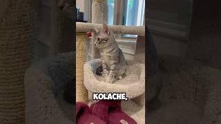 Kolache a cute kitten auditions Purrfectly cutekitty funny funnykittens purrfect catlover [upl. by Soraya641]