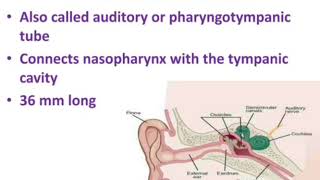 Eustachian tube anatomy and function [upl. by Eidnas151]