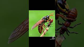 European hornetinsectbehavior foryouyoutubebutterfly potatodiseaseinsectinsightspotatobeetle [upl. by Haymo]