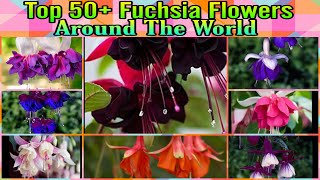 126  Top 50 Varieties of Fuchsia Around The World  Floral Gardening [upl. by Idram809]