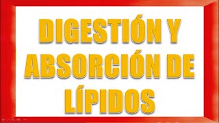 DIGESTIÓN Y ABSORCIÓN DE LÍPIDOS [upl. by Eedna]