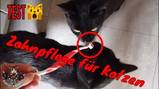 Zahnpflege bei Katzen  Produkte im Test [upl. by Gilles]