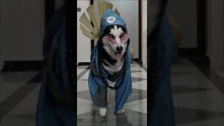 Cute and Funny Dog Video  Husky on Model Stage Wearing Japanese Outfits [upl. by Glavin]