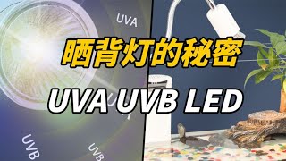 你還在用這種曬背燈？再不撤走烏龜就要掛咯！揭秘背後你不知道的真相！ [upl. by Kenaz]