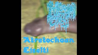 Atretochoana Eiselti  Atretochoana Eiselti Full EP [upl. by Suki]