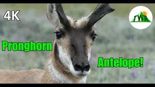 The Pronghorn Antelope Fastest Land Animal in the World 4K [upl. by Summer]