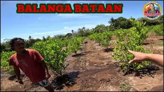 ISANG TAON CALAMANSI80 KILO KUHA SA BALANGA BATAAN [upl. by Viki]