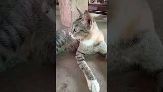 cat shorts shortvideo ytshort [upl. by Anotal]