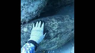 World Biggest Groupers worldbiggest grouper grouperfish fyp fyc fyoutube fisherman undersea [upl. by Iain827]