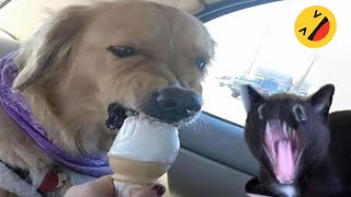 Funny Dogs And Cats Videos 2024 😅  Best Funniest Animal Videos Of The week 15 [upl. by Ivets]