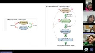 Endocrinología generalidades hipotálamohipófisis [upl. by Leopoldeen997]