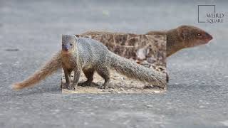 Interesting facts about small indian mongoose by weird sqaure [upl. by Squires384]