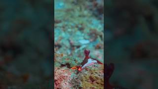 Nembrotha chamberlaini fact shorts tredingshorts Nembrotha mustafa animals sea oceanwildlife [upl. by Moshe]