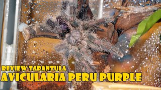 Review Tarantula Avicularia Juruensis Alias Avicularia Peru Purple [upl. by Parsaye]