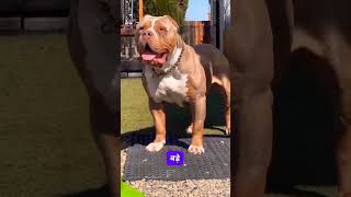 Rottweiler vs Pitbull Battle of the Strongest 😲 shorts pitbull rottweiler [upl. by Nojram]