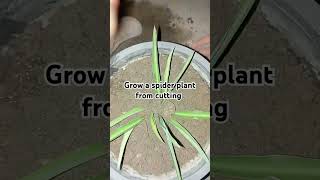 Grow a spider plant from cutting trending plants terracegarde spiderplant nature viralvideo [upl. by Alad85]