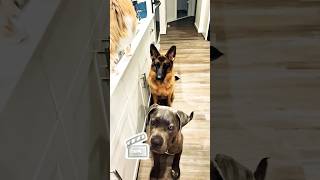 mastiff treat catching slowedcanecorsodogsdoglovergermanshepherdshortsfypfypシ゚viralshort [upl. by Buote]