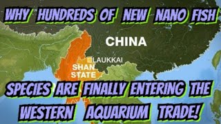 Hundreds of New Nano Fish amp Shrimp Discovered amp About to be Available A Geopolitical Look at a Few [upl. by Brocklin]