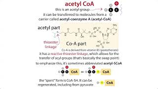 The Citric Acid Cycle aka TCA Krebs amp pyruvate oxidative decarboxylation chemistry amp context [upl. by Farlie564]