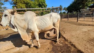 llegamos al kilo a dejar la vaca parida y mira a Dante [upl. by Demmahum]