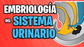 ✅ EMBRIOLOGÍA del SISTEMA URINARIO 💦🚽  Sistema UROGENITAL [upl. by Ladnik208]