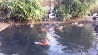 Waterfowl aviary whistling ducks magpie geese tufted ducks and more [upl. by Ume]