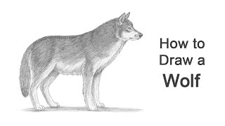 How to Draw a Wolf [upl. by Adne]