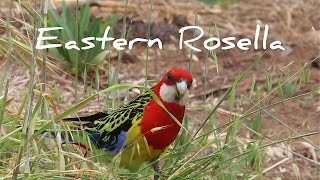 Eastern Rosella in the wild [upl. by Bowden]