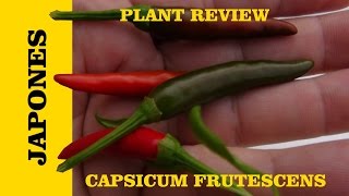 ⟹ Japones Pepper  Capsicum Frutescens [upl. by Merwin954]