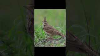 Голоса птиц Хохлатый жаворонок Посмітюха Galerida cristata Crested Lark [upl. by Yeslah]