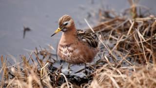 Birding Barrow Utqiaġvik Alaska [upl. by Adhern]