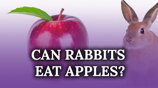 Can rabbits eat apples [upl. by Ardnassac]