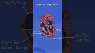 Wat is een normaal hartritme Wat is een gemiddelde hartslag fysiologie geneeskunde anatomie [upl. by Anidene]