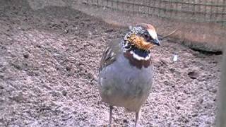 ricketts hill partridge [upl. by Golden]