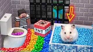 Hamster prison maze escape  Rainbow Pool [upl. by Yekcor]