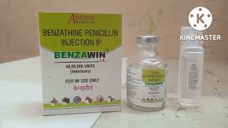 benzathine penicillin 48 lakh antibiotic injection used in animal कब कैसे संपूर्ण जानकारी [upl. by Torosian]