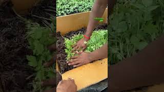 Tomato seedlings packing and parceling for agriculture  Sathish Nursery [upl. by Justine]