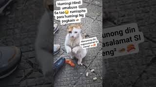 ang galing no miming petlover cat [upl. by Nathan830]