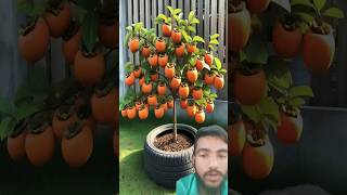 Keno ke paudha short orange garden fruit food 🍎🍓🍉🍒 Kundan Raj Vlogs [upl. by Gerek]