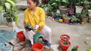 बागवानी करके सप्ताहांत का आनंद लिया gardening planters flowersrepotting [upl. by Karl]