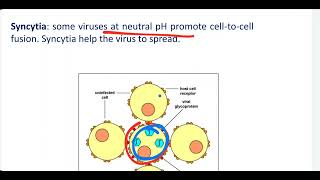 Medical Microbiology follow introduction of Virology [upl. by Eelra462]