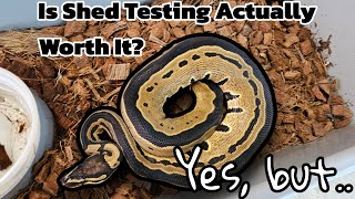 Ball Python Genetic Testing  Pros amp quotConsquot [upl. by Ferdinande412]