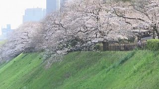 I ciliegi sono in fiore a Tokyo [upl. by Agem944]