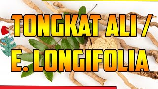 Tongkat ali BENEFICIOS HOMBRES PARA QUE SIRVE 🌿 Eurycoma longifolia🌿 Tongkat ali Longjack🌿plants [upl. by Gonick223]